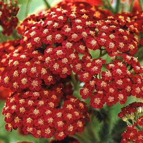 tysyachelistnik-obyknovennyj-red-velvet-achillea-millefolium-red-velvet-cvety.jpg