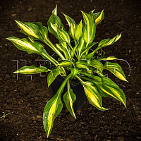 Хоста 'Лейксайд Литл Тафт' (Hosta 'Lakeside Little Tuft')