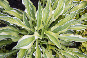Хоста 'Сэндхилл Крайн' (Hosta 'Sandhill Crane')