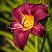 lilejnik-bela-lugoshi-hemerocallis-bela-lugosi-cvetok.jpg
