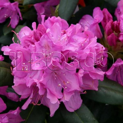 rododendron-rozeum-ehlegans-rhododendron-roseum-elegans-cvetok.jpg