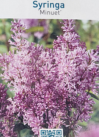 Сирень престона 'Минуэт' (Syringa prestoniae 'Minuet')
