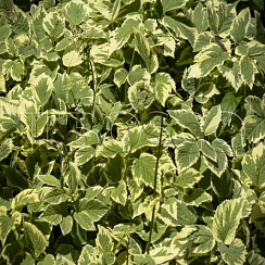 Сныть обыкновенная 'Вариегата' (Aegopodium podagraria 'Variegata' )