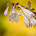 hosta-glehd-tidings-hosta-glad-tidings-cvetok.jpg