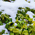 Пахизандра верхушечная (Pachysandra terminalis)