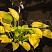 hosta-glehd-tidings-hosta-glad-tidings-okraska-listev-na-zakate-leta.jpg