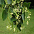 Липа мелколистная (Tilia cordata (2))