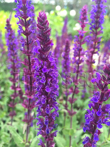 shalfej-dubravnyj-karadonna-salvia-nemorosa-caradonna-cvetok.jpg