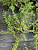 Кизильник укореняющийся 'Эйхольц' (Cotoneaster radicans 'Eichholz')