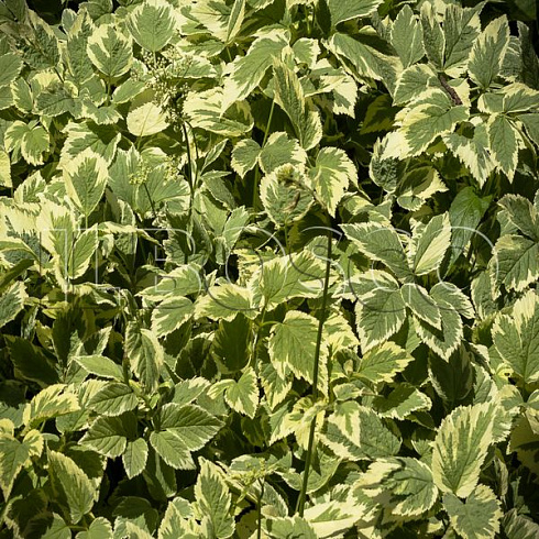 snyt-obyknovennaya-pestrolistnaya-aegopodium-podagraria-variegata-rastenie.jpg
