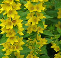 Вербейник точечный (Lysimachia punctata)