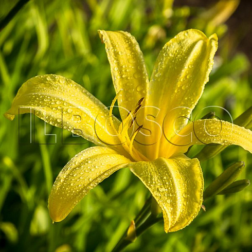 lilejnik-lemon-madelajn-hemerocallis-lemon-madeline-cvetok.jpg