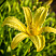 lilejnik-lemon-madelajn-hemerocallis-lemon-madeline-cvetok.jpg