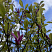 dekorativnye-kustarniki-magnoliya-galaksi-magnolia-galaxy-448.jpg