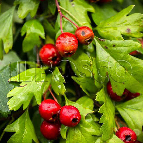 boyaryshnik-odnopestichnyj-crataegus-monogyna-plody.jpg