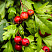 boyaryshnik-odnopestichnyj-crataegus-monogyna-plody.jpg