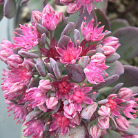 Очиток 'Бертрам Андерсон' (Sedum 'Bertram Anderson')
