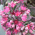 Очиток 'Бертрам Андерсон' (Sedum 'Bertram Anderson')