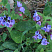 medunica-gibridnaya-smoki-blyu-pulmonaria-hybrida-smokey-blue-cvetenie-rannej-vesnoj