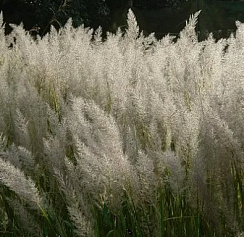 Вейник коротковолосистый (Calamagrostis brachytricha)