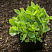 ochitok-vidnyj-herbstfrojde-sedum-spectabile-herbstfreude-rastenie-v-kontejnere.jpg