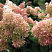 gortenziya-metelchataya-fantom-hydrangea-paniculata-rhantom-kust