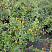 ajva-yaponskaya-henomeles-nivalis-chaenomeles-speciosa-nivalis-vetv-s-plodami.jpg