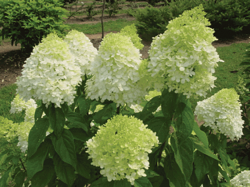 gortenziya-metelchataya-lajmlajt-hydrangea-paniculata-limelight-kust.jpg