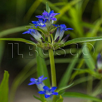 Горечавка даурская (Gentiana dahurica)