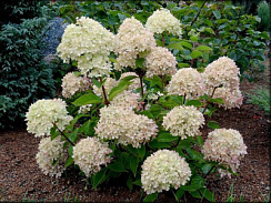 Гортензия метельчатая 'Литл Лайм' (Hydrangea paniculata 'Little Lime')