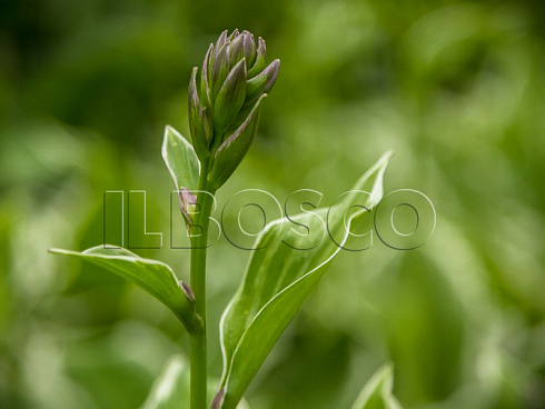 hosta-frans-hosta-francee-cvetonos.jpg