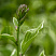 hosta-frans-hosta-francee-cvetonos.jpg