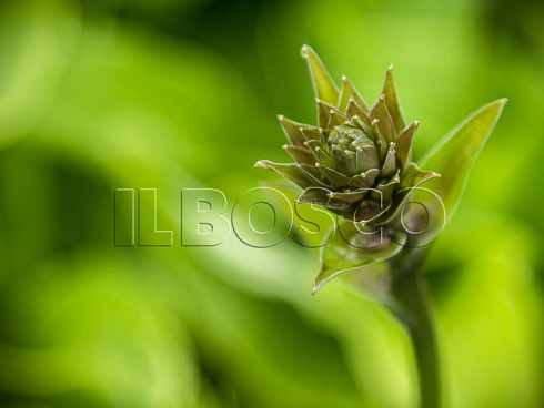 hosta-regal-splendor-hosta-regal-splendor-buton.jpg