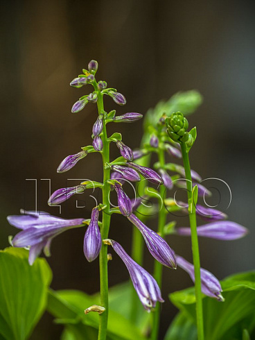 hosta-golden-tiara-hosta-golden-tiara-socvetie.jpg