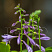 hosta-golden-tiara-hosta-golden-tiara-socvetie.jpg