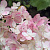 Гортензия метельчатая 'Ванилла Фрейз' (Hydrangea paniculata 'Vanille Fraise')
