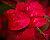 Бересклет крылатый 'Компактус' (Euonymus alatus 'Compactus')