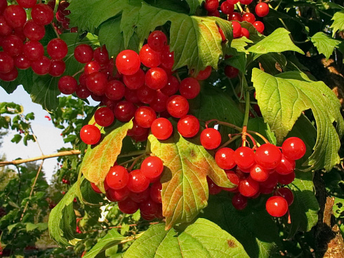 kalina-obyknovennaya-vibrunum-opulus-plody.jpg