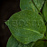 hosta-big-dehddi-hosta-big-daddy-list.jpg