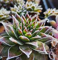 Молодило сорта (Sempervivum)