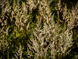 Астильба японская 'Вашингтон' (Astilbe japonica 'Washington')