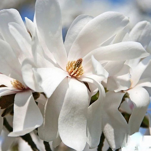 Магнолия Лебнера 'Merrill' (Magnolia loebneri 'Merrill' )