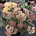 ochitok-gibridnyj-jellou-ksenoks-sedum-hybride-yellow-xenox-cvetki-melkie-zvezdchatye