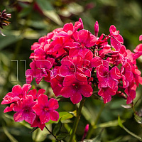 Флокс метельчатый 'Виндор' (Phlox paniculata 'Windor')