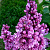 Сирень обыкновенная 'Мишель Бюхнер' (Syringa vulgaris 'Michelle Buchner')