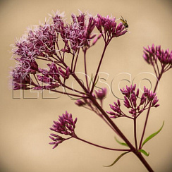 Посконник 'Атропурпуреум' (Eupatorium fistul. 'Atropurpureum')