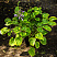 hosta-golden-tiara-hosta-golden-tiara-sazhenec.jpg