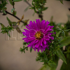 Астра кустарниковая 'Дженни' (Aster dumosus 'Jenny')