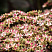 ochitok-telefium-matrona-sedum-telephium-matrona-socvetie.jpg