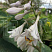 hosta-big-dehddi-hosta-big-daddy-cvetok.jpg